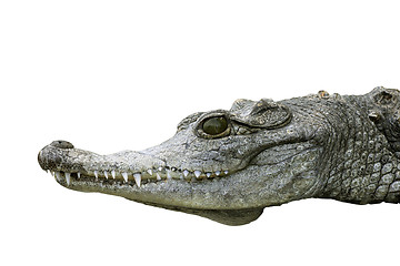 Image showing crocodile