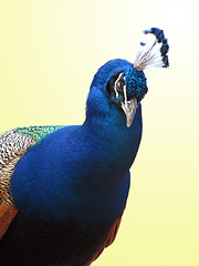 Image showing peafowl