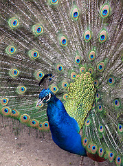 Image showing peafowl