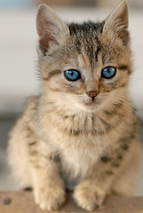 Image showing Little kitten