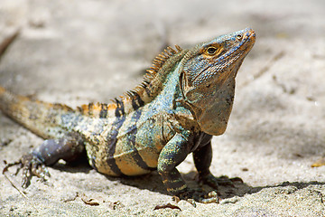 Image showing Black spiny-tailed Iguana