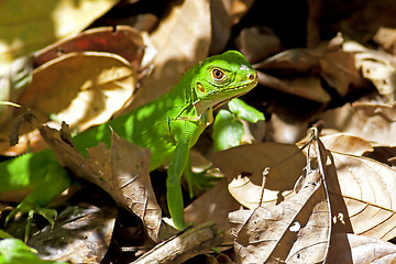 Image showing Juvenile Green Iguana