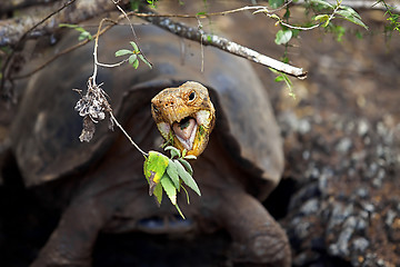 Image showing A Galapagos tortoise