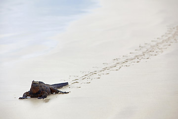 Image showing Galapagos marine Iguana