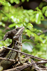 Image showing Striped Basilisk