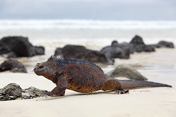 Image showing Galapagos marine Iguana