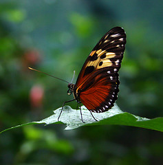 Image showing Roatan Butterfly