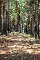 Image showing Road in forest