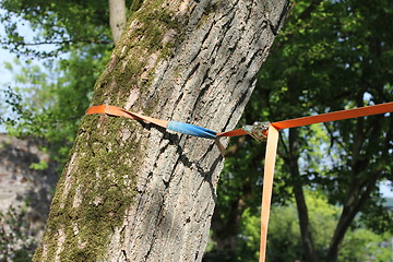 Image showing slacklining