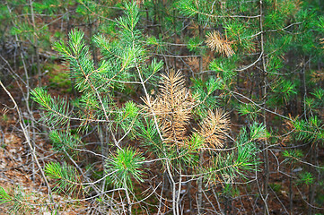 Image showing Pine copse