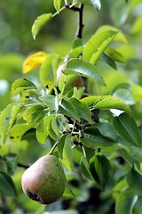 Image showing bio pear