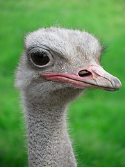 Image showing ostrich