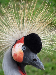 Image showing crowned crane