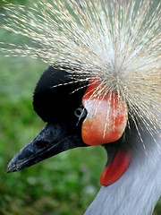 Image showing crowned crane