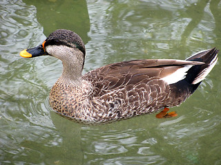 Image showing duck 