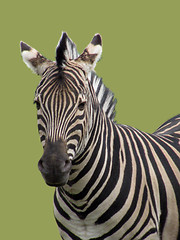 Image showing zebra