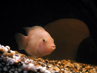 Image showing fish in aquarium