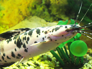 Image showing fish in aquarium