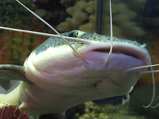 Image showing fish in aquarium
