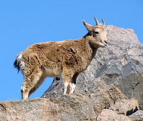 Image showing  young goat