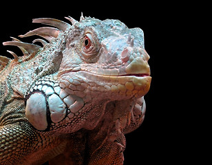 Image showing iguana