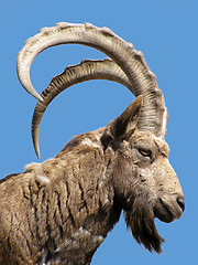 Image showing Caucasian goat