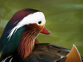 Image showing mandarin duck