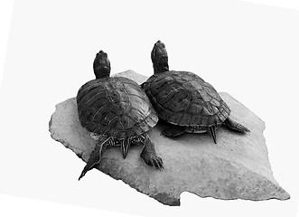 Image showing two turtles 