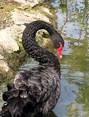 Image showing black swan