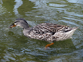 Image showing gray duck