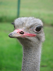 Image showing  ostrich  