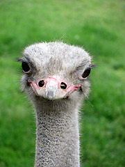 Image showing ostrich