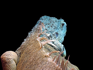 Image showing iguana 