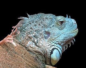 Image showing iguana 