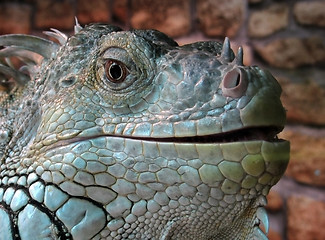 Image showing iguana 