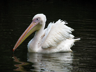 Image showing pelican