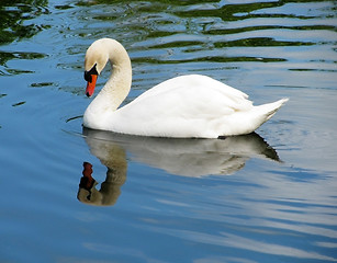 Image showing white swan