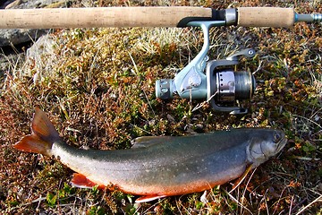 Image showing Arctic Char