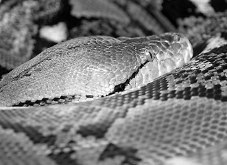 Image showing python