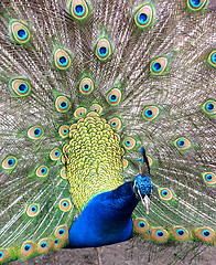 Image showing peafowl 