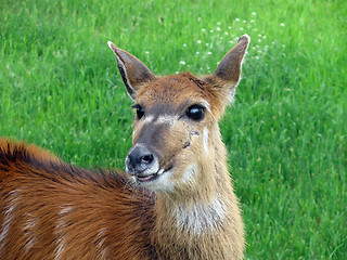 Image showing  deer 