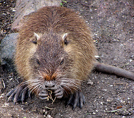 Image showing nutria