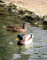 Image showing two ducks