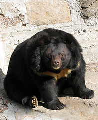 Image showing black bear 