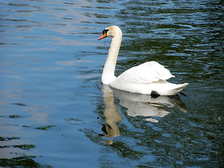 Image showing white swan