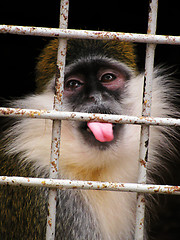 Image showing monkey in zoo cage