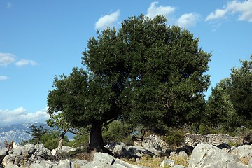 Image showing Olive grove