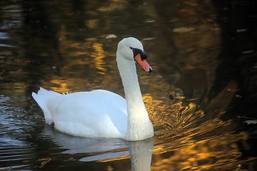 Image showing Swan