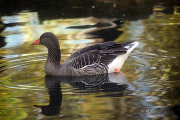 Image showing Mallard on the lake