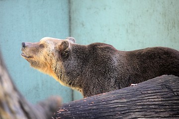 Image showing Bear